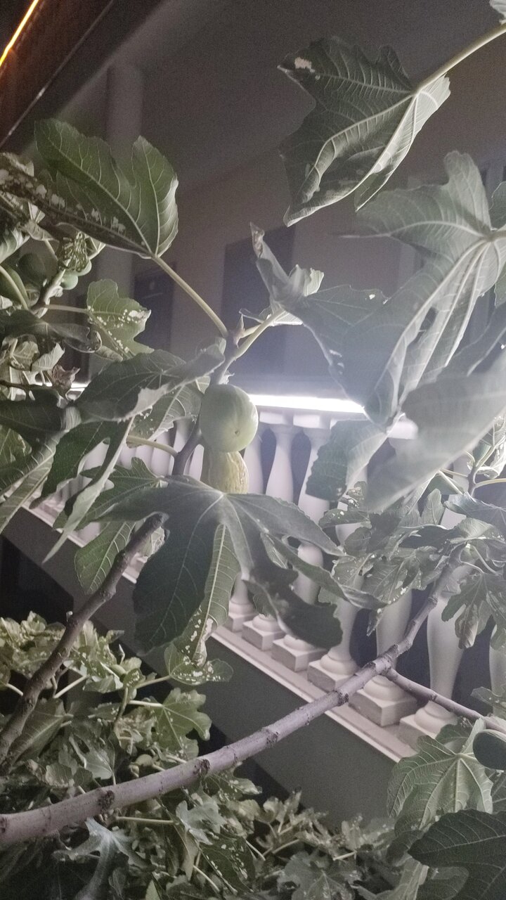 Гостевой дом У Чижика Севастополь-169